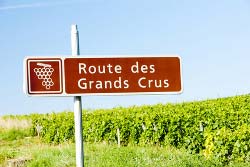Hike along the route of Grands Crus